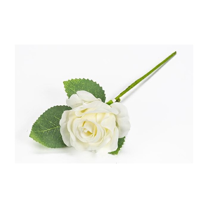 ROSA CON FOGLIE PANNA